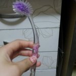 <b>칫솔</b>꽃이 피었습니다.ㅋㅋ