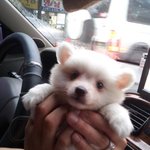 (사진 有) 우리집 귀요미 <b>슈슈</b> -개판임ㅋㅋㅋㅋㅋㅋㅋ