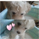 有)★★우리강아지가 tv 동물농장 동파랑<b>마을</b> 유기견 된 이야기★★