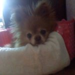 ★<b>수원시</b> 세류동에서 강아지를 잃어버렸어요★