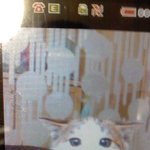 사진有) ★★★고양이야?사람이야?구분이안가!!★★★★