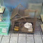 선부동 어느 동물가게 이야기
