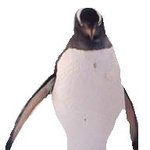 14년간 <b>재활</b>치료 받으신 펭귄