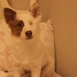 ★★★★★장수라는 유기견을 들어보셨나요 (사진有)