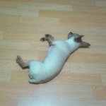 ☆★☆★ 개판 한번 읽어보개 ☆★☆★