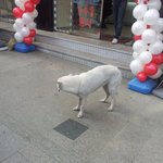 엄태웅씨 강아지 백<b>통이</b>를 본 것 같아요 올려주세요!  (사진 有)