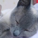 ★사람이 고양이집에 얹혀 살고 있어요♪ ★