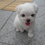 ♥♥우리<b>집</b>강아지 뿡<b>이</b>를 소개합니닫♥>▽<♥
