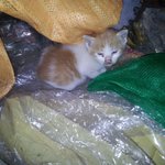 ★★★★★★어미한테 버려진 아기고양이★★★★★★