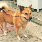 (개판)사람같은 우리집 <b>진돗개</b>를 소개합니다!!!!!!!!!!!!...