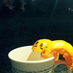 귤벌레 가족의 이야기