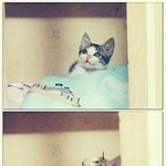 ★★★사랑에 빠진 고양이2★★★