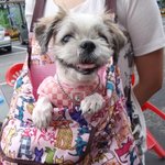 우리집에 이쁜이!! (쎅씨사진도+) <b>동일</b>견맞음! ☆★"