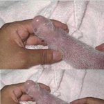 [사진有] 19금 <b>팬더</b>의 성장