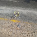 (사진有스압)로드킬 당해서 <b>쥐포</b>가 된 개 묻어줬어요