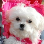 (개판) 귀여운 배넷털미용and 배넷털미용의 필요성