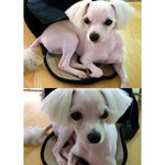 개판!! 스토커면서 우리집 활력소 삐삐를 소개할께요!!!!!!!사진有