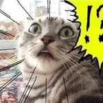 ★★개★고양이의 한판★★
