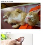[<b>실신</b>주의] 냥이 표정으로 보는 직장인의 하루