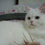 수정) 길가에 동물이 죽어있다면