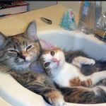 겨울, 솔로는 늑대 대신 양을 두른다! <b>따땃</b>한 양털 아이템 컬렉션