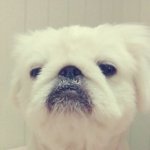 ☆★☆★우리집올리브코<b>하양</b>이