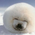 ★★★★★★★★꼭봐주세요 이래도 모피를 입으실건가요?★★★★★★★★