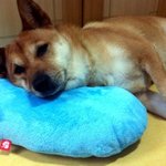 (추가)사람같은 우리집 진돗개를 소개합니다!!!!!!!!!!!!...