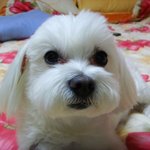 면목동저희강아지<b>쿠지</b>좀찾아주세요