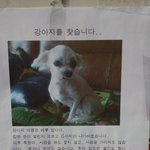 강아지 사례금때문에 화가나네요. 네티즌분들에게 여쭤보고 싶어요.