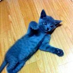 ★★★ 나도 써야지~ㅎㅎ 우리집 냥이를 소개해요(러시안블루) ◈