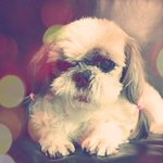 ★★우리집 개 이발실퍀ㅋㅋㅋㅋㅋ★시<b>츄</b>워홀★★