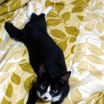 ◆◆◆한 요염하는 우리집 <b>삼식</b>이◆◆◆