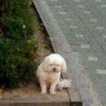 면목5동에서 잠깐 나타난 저희 강아지 <b>쿠지</b> 찾아주세요