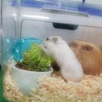 아파트 10층 햄스터;;;