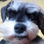 우리집기욤뿡뿡터지는돼더<b>지개</b>소개합니다(사진有느님)19금나옴@ㅡ@톡되고싶어연