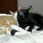 고양이 <b>탐정</b> 김봉규씨가 고양이를 찾아주셨어요!!