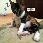 ★★우리집 고양이 쌈장이★★★