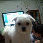 ★본격개라이어티=이강아지★ 스압주의/사진有+有(급수정본)