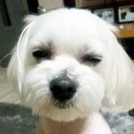 ☆☆개판☆☆우주최강미남강아지황금이네-
