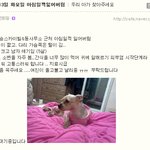 <b>청주</b>분평동(믹스요크) 12월 13일 화요일 아침일찍 잃어버림