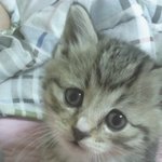 ★★★★★ 우리집 고양이를 소개합니다 (사진 有) ★★★★★