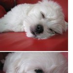 개판개판개판울<b>집</b>귀염둥이들을소개합니다^.~ <b>사진</b>有