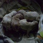 ★사진 개많음 ★짱 !귀여운 랩 칠남매의 <b>탄생</b>과 일대기.