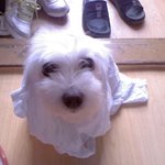 우리집 귀요미 막내를 소개합니다.(개판)