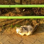 ★★★<b>집앞</b>에서본 고양이 ★★★