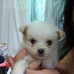 우리집똥개님♥