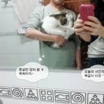 [사진,동영상有] 스파를 즐기는 고냥이 벨의 스파 이야기~