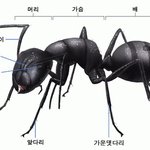 ♛<b>진지</b>하게내얼굴이어떤데ㅡㅡ[궁서체]♛