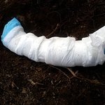 ★[혐]강아지 <b>분양</b>받은후 죽음에 이르기까지 . . .★ 동영상 /...